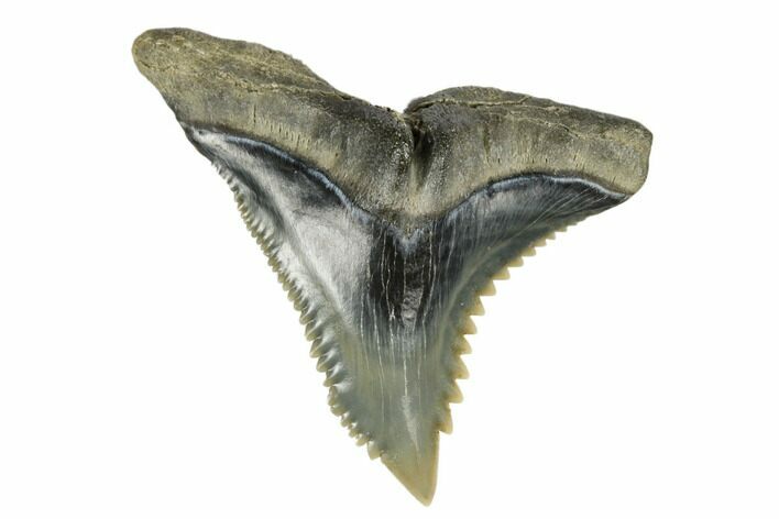 Snaggletooth Shark (Hemipristis) Tooth - Aurora, NC #179088